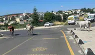 Tekirdağ'da başıboş atlar mahalle sakinlerini tedirgin etti