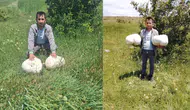 Sivas'ta 20 kiloluk dev mantar bulundu