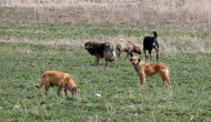 Şanlıurfa'da 8 yaşındaki çocuk sahipsiz köpeklerin saldırısına uğradı