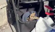 Şanlıurfa'da piknikte ağaçtan bebek arabasına yılan düştü