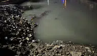 Bakırköy'de binlerce ölü balık kıyıya vurdu