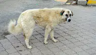 Sahipsiz sokak hayvanları düzenlemelerine uymayan belediye başkanlarına soruşturma izni