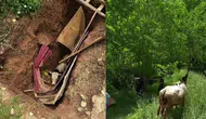 Kocaeli'de büyükbaş hayvan definecilerin kazdığı kuyuya düştü