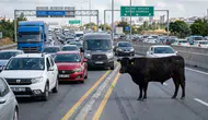 Hatay otobanında kaçan angus trafiği birbirine kattı
