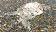 Muğla Ula’da sahilde ölü Caretta Caretta bulundu