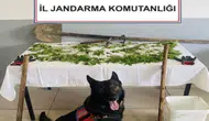 Bolu'da kaçakçılık : Evinde kenevir yetiştiren şahıs tutuklandı