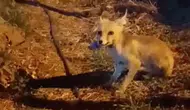Çankırı'da aç kalan tilkiye vatandaşlardan ikram