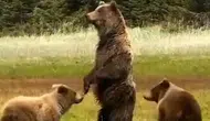 Bolu'da anne ayı ve 2 yavrusu kameralarda