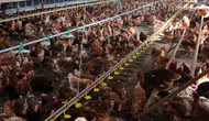 TÜİK açıkladı : Tavuk eti üretimi nisan ayında 236 bin tonu aştı