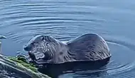 Küçükçekmece Gölü'nde su samuru görüntülendi