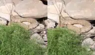 Hakkari'de 2 bin 700 rakımda koca engerek yılanı görüntülendi