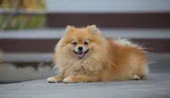 Kapıkule'de köpek kaçakçılığı girişimi engellendi