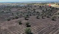 Uşak'ta tarım arazi yandı : 600 dekar ekili alan zarar gördü