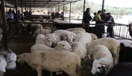 Tokat Erbaa'da koyun çiçek hastalığı : Hayvan Pazarı kapatıldı