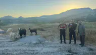Bilecik'te kayıp 9 hayvan jandarma tarafından bulundu
