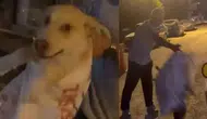 Hatay'da sokak köpeği skandalı : Çuvala koyulan hayvanı kurtardı
