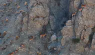 Munzur Dağları'nda yaban keçileri doğal alanlarında görünütlendi