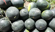 Iğdır'ın Oba köyünde karpuz hasadı başladı