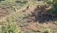 Elazığ'da koruma altındaki dağ keçileri görüntülendi