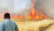 Şanlıurfa'da 50 dönümlük buğday tarlası küle döndü