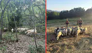 Tunceli'de kaybolan 32 hayvan, dron destekli arama çalışmasıyla bulundu