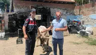 Aydın İncirliova'da bir ahırda büyükbaş hayvan çalındı