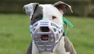 İngiltere'de çocukların tehlikeli köpeklerle yalnız bırakılması yasaklanıyor