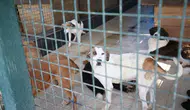 Karabük’te sahipsiz köpekler için 42 bin dönümlük modern barınak açıldı