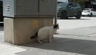 Burdur'da köpeğine saldıran kediye tekme attı