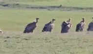 Van Özalp'te kızıl akbaba sürüsü görüntülendi