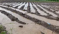 Malatya'da dolu yağışı : Tarım arazileri sular altında kaldı