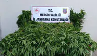 Mersin Bozyazı'da ormanlık alanda kenevir yetiştiren 2 şüpheli suçüstü yakalandı