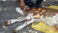 Diyarbakır'da kamyonetten düşen buzağı sahibine teslim edildi