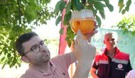 Samsun’da Akdeniz meyve sineği ile mücadele : 110 çiftçiye 1600 tuzak dağıtıldı