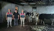 Kilis’te kaybolan büyükbaşlar jandarma tarafından bulundu
