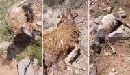 Hakkari’de kurt saldırısı : 50 küçükbaş hayvan telef oldu