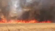 Şanlıurfa Harran'da buğday tarlasında yangın : 300 dönümlük arazi yandı