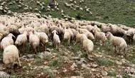 Sivas'ta koyun sürüsüne yıldırım düştü : 5 koyun telef oldu