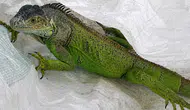 Düzce'de iguana operasyonu : İtfaiye ekipleri tarafından yakalandı