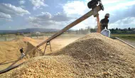 Yozgat’ta hububat hasadı başladı : Arpada dekara 1 ton verim beklentisi