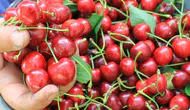 Türkiye'nin en geç hasat edilen kirazı dalından toplandı