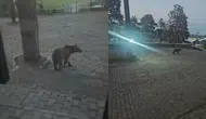 Kars Sarıkamış'ta boz ayı oteller bölgesine indi