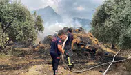 Osmaniye’de bahçedeki binden fazla saman balyaları yandı : 15 zeytin fidanı zarar gördü