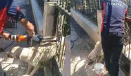 Tokat'ta köpek demir kapıya sıkıştı, itfaiye ekipleri kurtardı