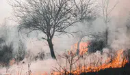 Ankara'da ot yangını : Havadan ve karadan müdahale ediliyor