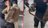 Yalova'da ilginç olay : Feribottan inen araçtan yılan çıktı