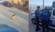 Silivri'de aracıyla ezdiği köpeğin ölümüne neden olan sürücü tutuklandı