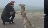 Bayburt'ta yayla yolunda karşılaştıkları tilkiyi kekle beslediler