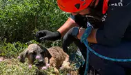 Siirt'te kuyuya düşen köpek kurtarıldı