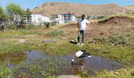Bingöl'de defalarca yuvadan düşen leylek doğaya bırakıldı